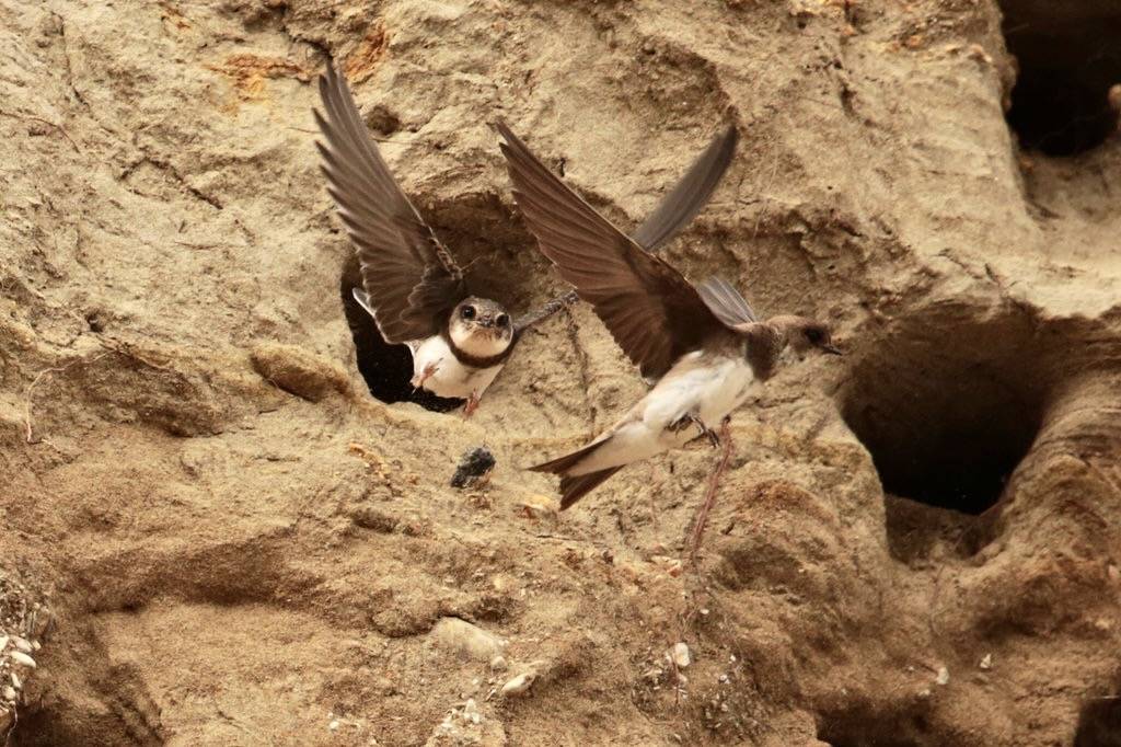 Bank Swallow by Aaron Maizlish is licensed under CC BY-NC-SA 2.0